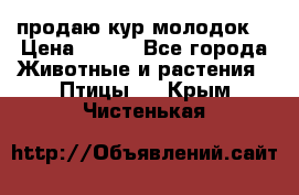 продаю кур молодок. › Цена ­ 320 - Все города Животные и растения » Птицы   . Крым,Чистенькая